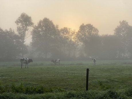 Afbeelding invoegen
